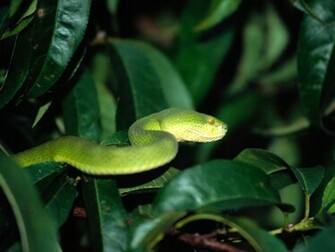 Snake Wallpaper Pictures Image