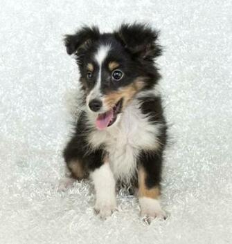 Shetland Sheepdog Dog Breeds