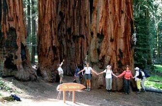 Sequoia National Park Image HD Wallpaper Background Of Your