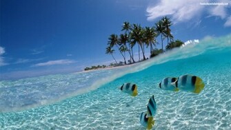 Descargar Imagen Tropical 3d Fish Wallpaper Wn53m HD Widescreen Gratis