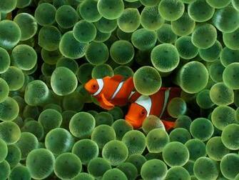 Fun With Faisy HD Wallpaper Mix Animals