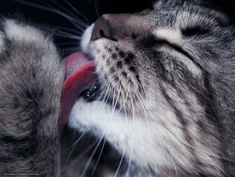 Wallpaper Cat Language Licking Desktop In