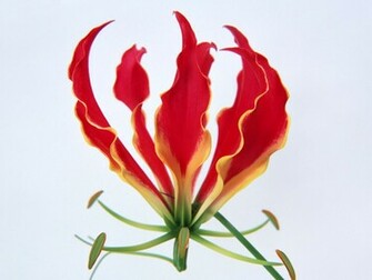 Single Flower Wallpaper
