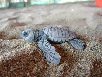 Baby Turtles Photo