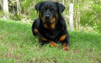 Rottweiler Wallpaper The Dog Best