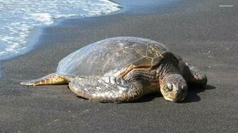 Turtle Desktop Background Chillcover Sea