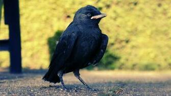 Black Bird Wallpaper Stock Photos