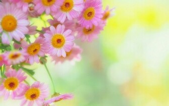 Pink Daisies Wallpaper