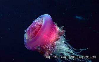 Box Jellyfish Underwater Wallpaperdesktop Wallpaper