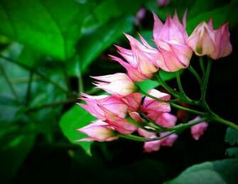 Fridays Flowers By Starglow Caedes Desktop Wallpaper