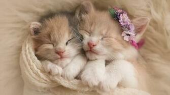 Cute Kitten Wallpaper Full HD Image