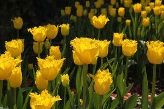 Yellow Tulips Wallpaper Open Walls