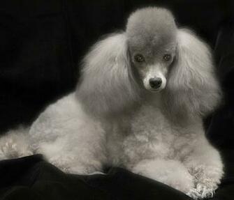 Animals Zoo Park Toy Poodle Dog Pictures Pics