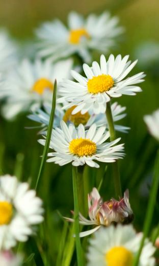 Spring Wallpaper Apps For Android Phone