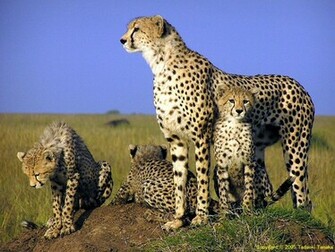 HD Animal Wallpaper