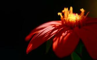 Red Flower Black Background