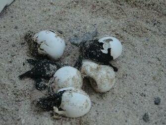 From Baby Sea Turtles Pictures Wallpaper