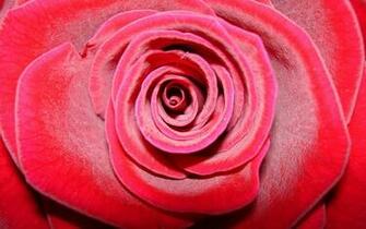 Abstract General Red Rose