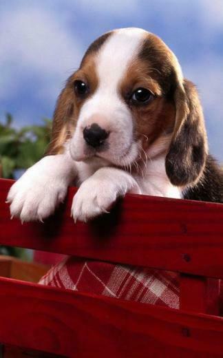 Puppies Live Wallpaper Android Apps On Google Play Be E