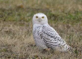 Snowy Owl Screensavers Owls