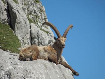 File Steinbock Jpg