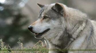 Gray Wolf Wallpaper