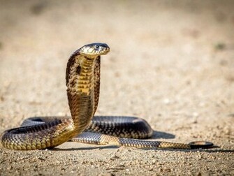 Cobra Snake Wallpaper HD