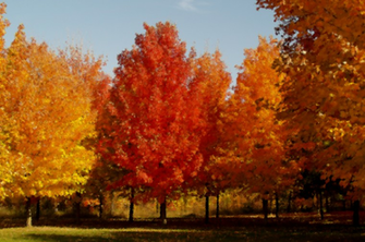 Fall 3d Wallpaper High Definition