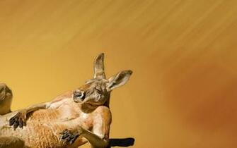 Kangaroo Background Marsupial Background Art Vector