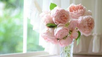 Peonies Background