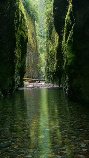 Oneonta Gorge Oregon Nature iPhone Wallpaper HD On