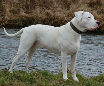 Dogo Argentino Catch Dog Hunting Critter Management
