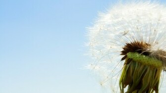 Dandelion Close Up Wallpaper Plant Desktop Background
