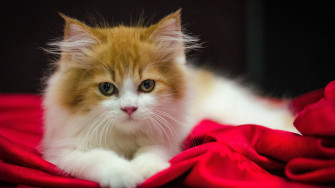 Kittens Kitten Cat Cats Baby Cute Wallpaper HD