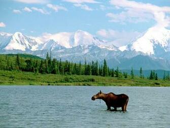Denali National Park Wallpaper
