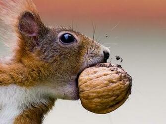 Amazingly Cute Squirrel Wallpaper Food Desktophive