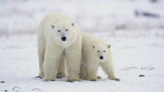 Beautiful Wallpaper Polar Bear