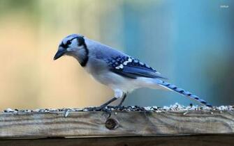 Blue Jay Wallpaper HD