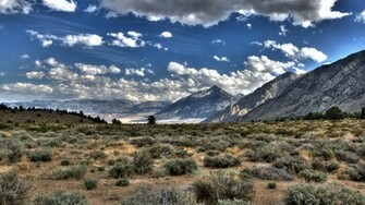 Wild Nature