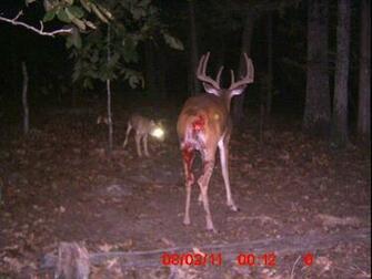 Deer Hunting Whitetail Tips HD Landscape Wallpaper