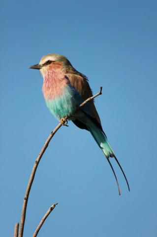 Birds Pictures