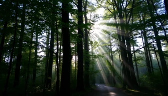 Best Forest Wallpaper
