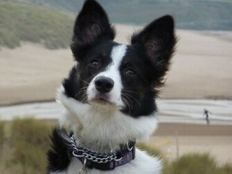 Border Collie Image Misty The Puppy HD Wallpaper And Background