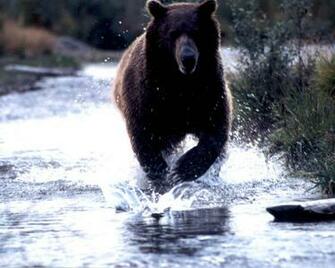 Black Bear Wallpaper