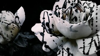 Black White Rose X Close