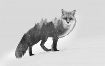 Snowy Wolf HD Wallpaper