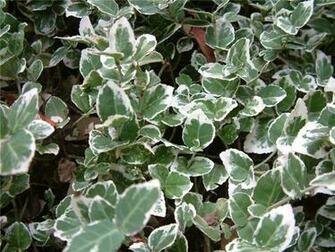 English Ivy Variegated HD Walls Find Wallpaper