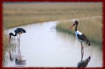Storks Wallpaper Android Apps On Google Play