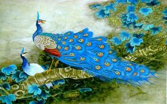 Beautiful Peacock HD Wallpaper