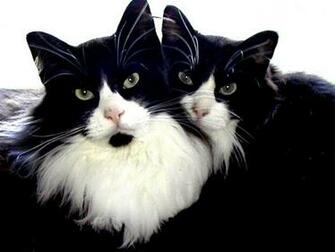 Calico Cats Wallpaper